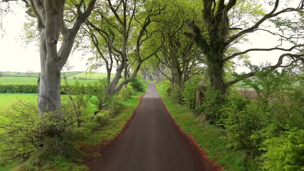 Centered 4K 60FPS aerial video of The Dark Hedges in Bushmills, County Antrim in Northern Ireland. Produced in 3840x2160 with Rec709 color.