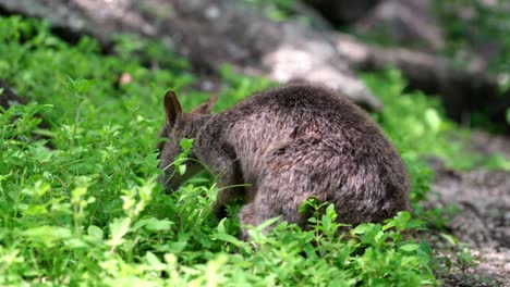 a mareeba rock wallaby eating leaves