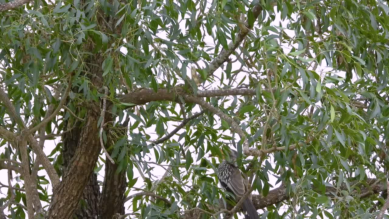 Southern red-billed hornbill Bird Species In The Wilds Of Southern Africa. Static Shot