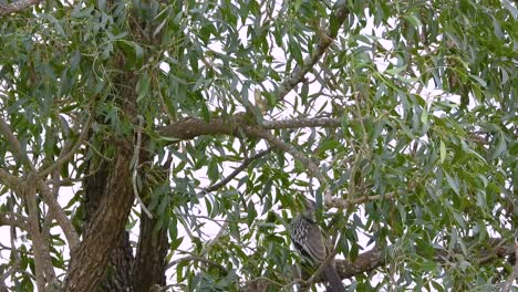 southern red-billed hornbill bird species in the wilds of southern africa. static shot
