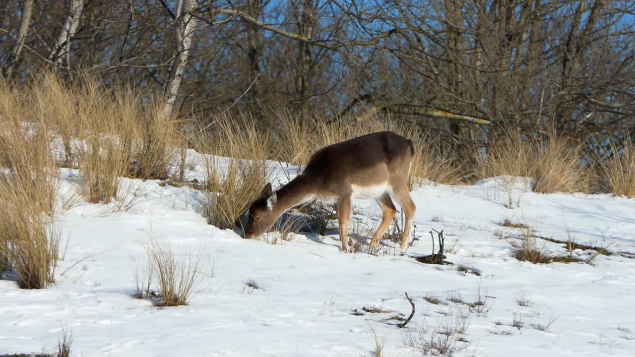 ciervos en barbecho hembra en piel de invierno pastan las hierbas asomando a través de la nieve