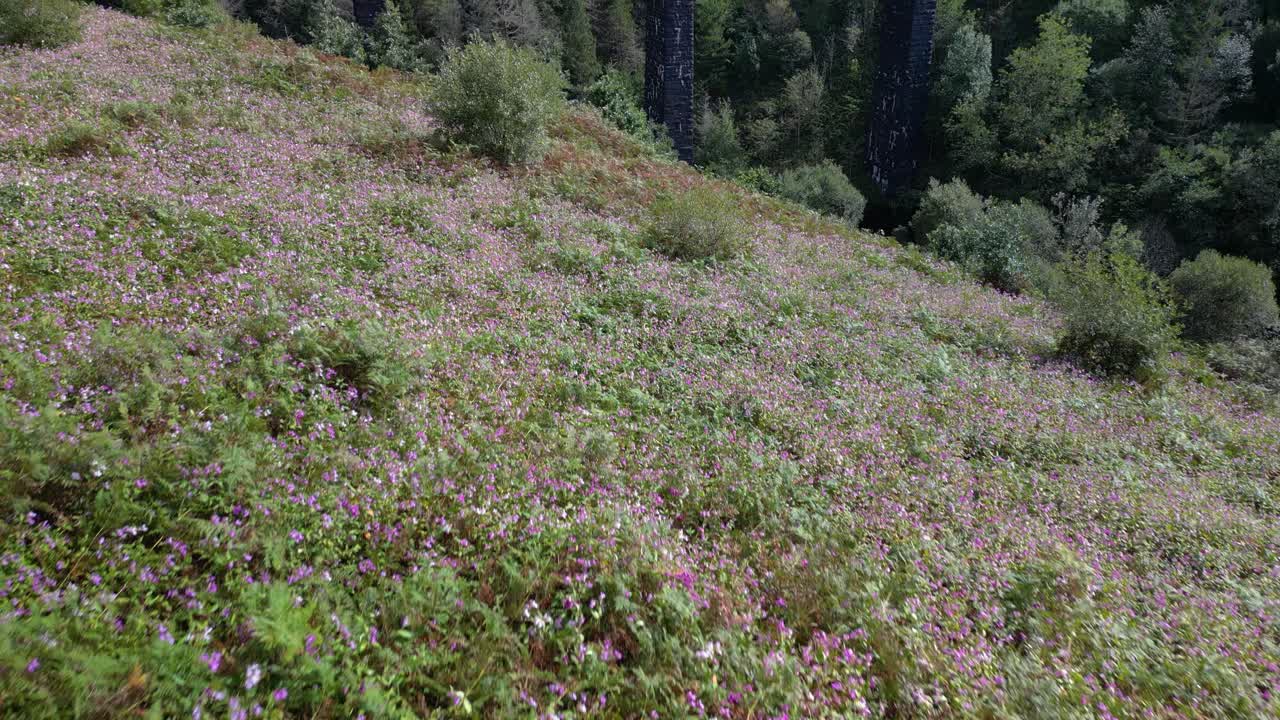 una toma aérea de un dron de algunas flores coloridas panoramizando hasta un puente abandonado en el sur de gales