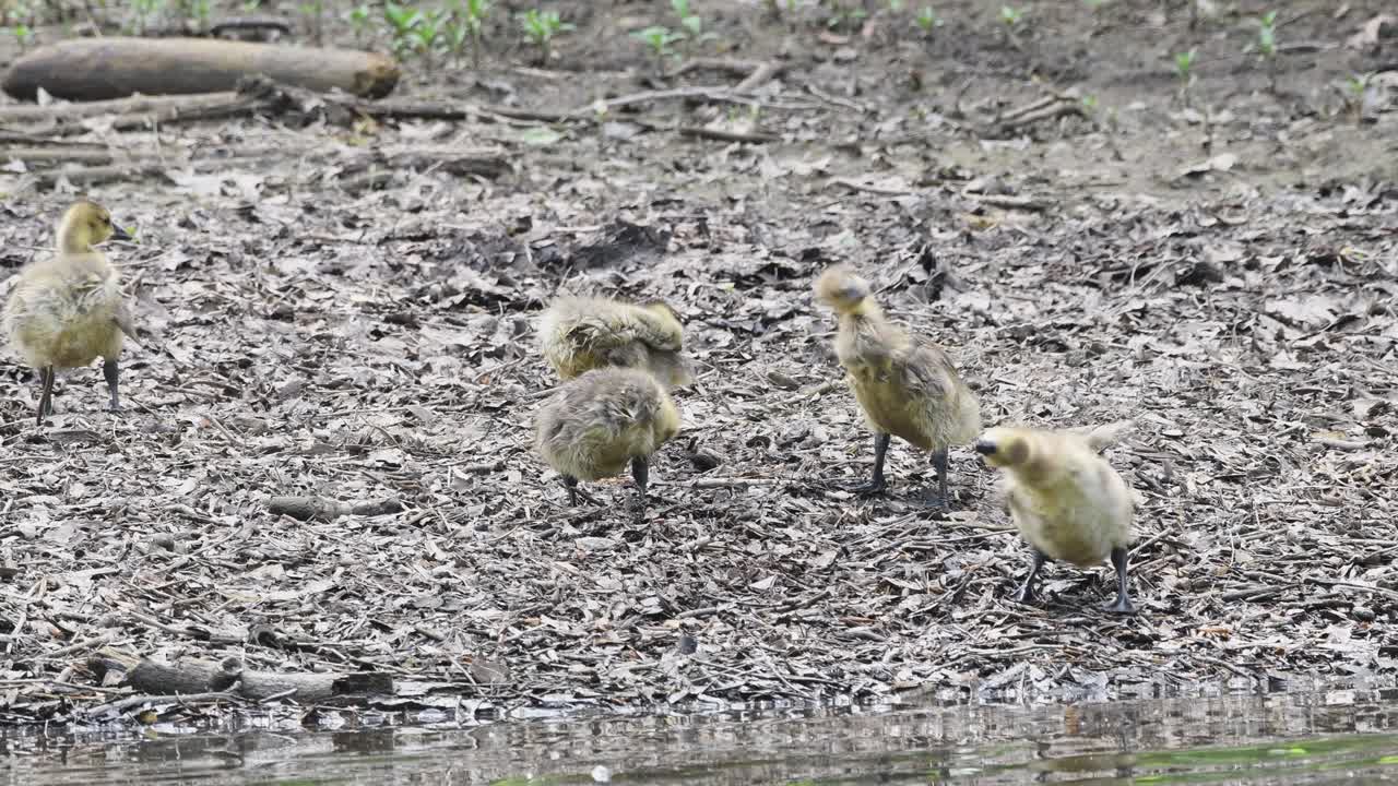 Baby geese, goslings, cleaning and preening on the bank after a swim