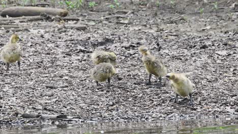 baby geese, goslings, cleaning and preening on the bank after a swim