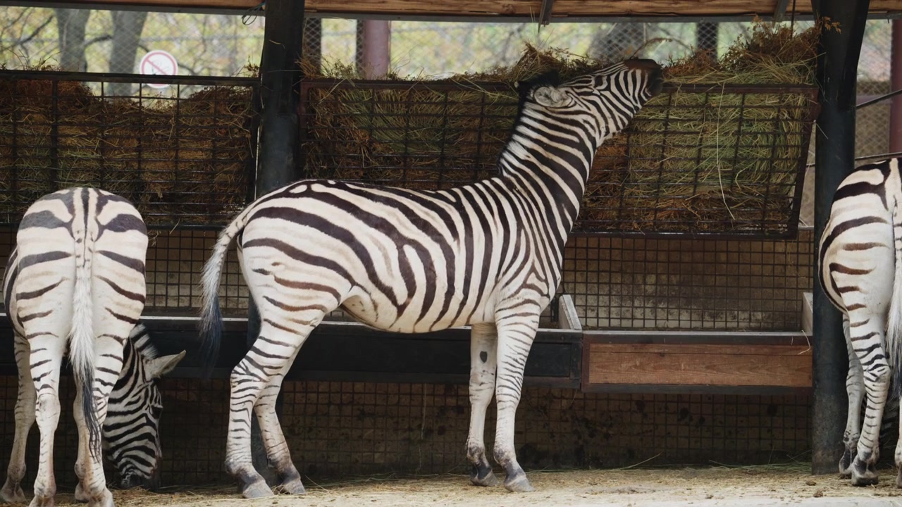Zebre si nutrono da una mangiatoia piena di fieno, mostrando un comportamento alimentare naturale e dettagliati motivi a strisce