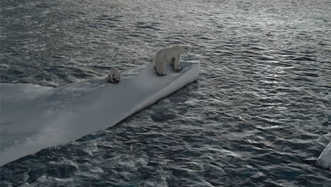 polar bears on melting ice floes