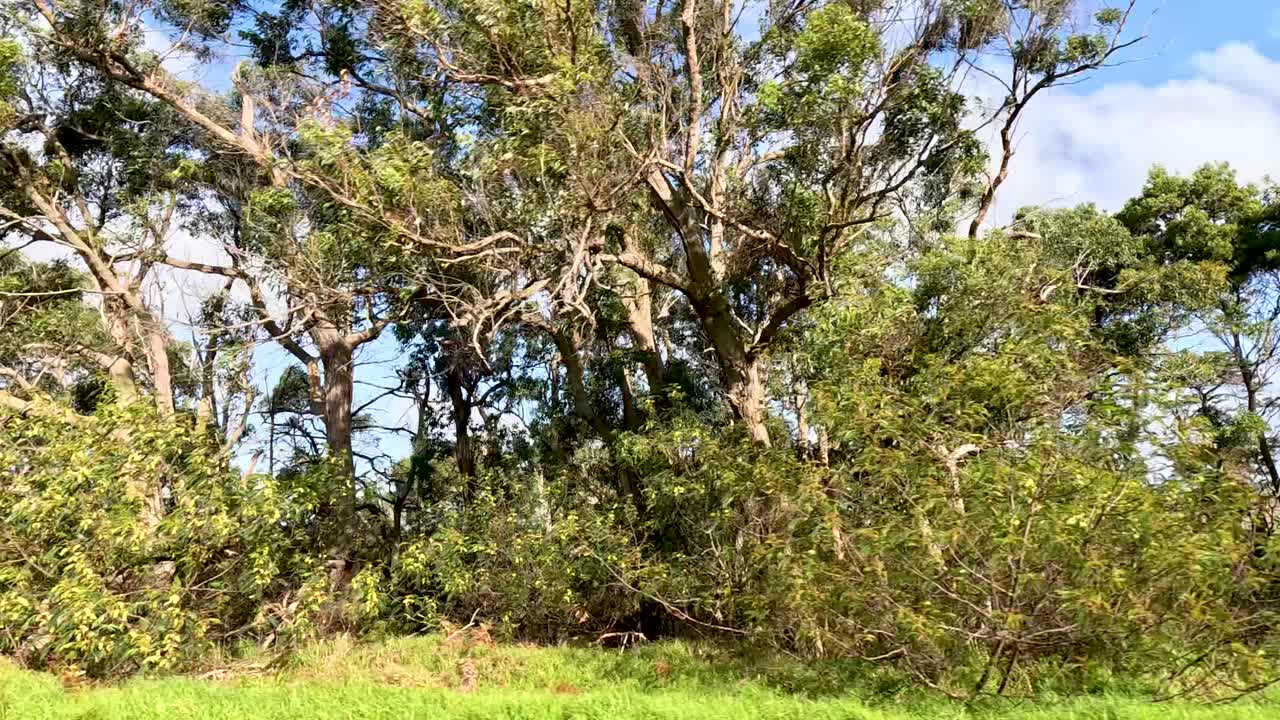 Lush greenery and trees under a blue sky