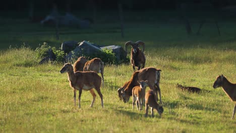 enjoying the meadow's beauty, mouflons graze and find repose on the vibrant grass