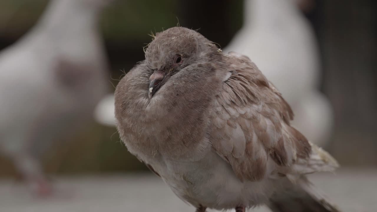 Close Up of A Brown Pigeon
