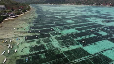 scenic aerial dolly of seaweed farm in shallow coastal waters, with boats and farmers working on reef flats