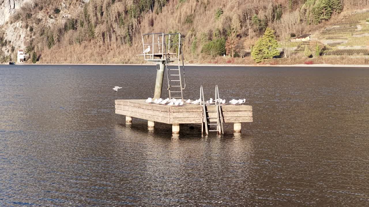 Måger, der hviler sig på træmole over Walensee med Churfirsten-bjergene og roligt alpint vand