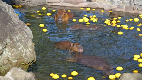 Vista-En-Cámara-Lenta-De-Un-Lindo-Carpincho-Tomando-Un-Baño-Termal-Con-Yuzu-En-El-Zoológico-Izu-Shaboten-En-Japón