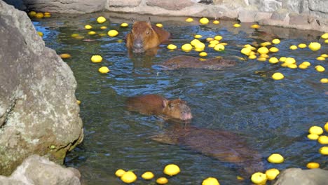 vista en cámara lenta de un lindo capibara tomando un baño de aguas termales con yuzu en el zoológico izzu shaboten en japón