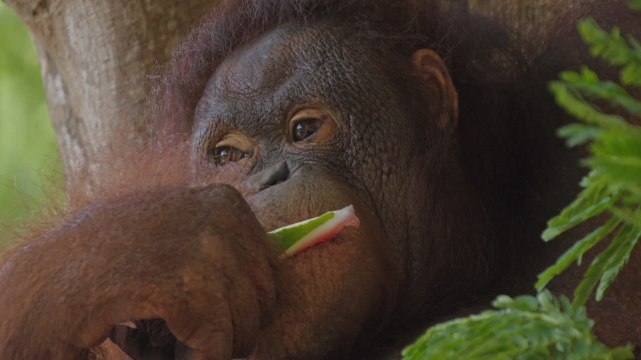 primer plano de la cara de un orangután comiendo sandía