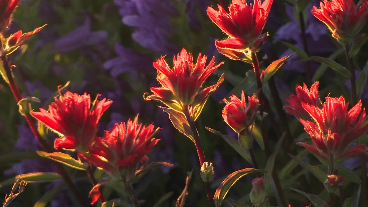 형형색색의 꽃들이 낮에 산들바람에 움직인다