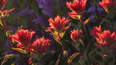 Multicolored-flowers-move-in-a-breeze-at-day--