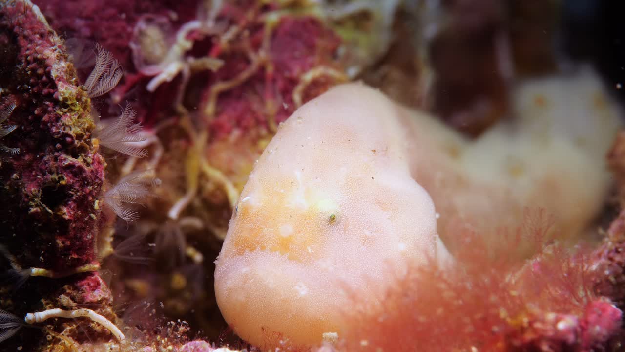 rape sin varilla histiophryne narungga sur de australia 4k 25fps