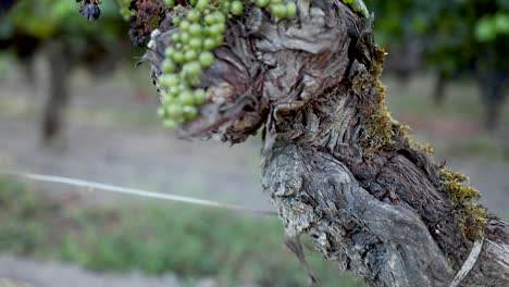 grapes maturing on vines in french vineyard