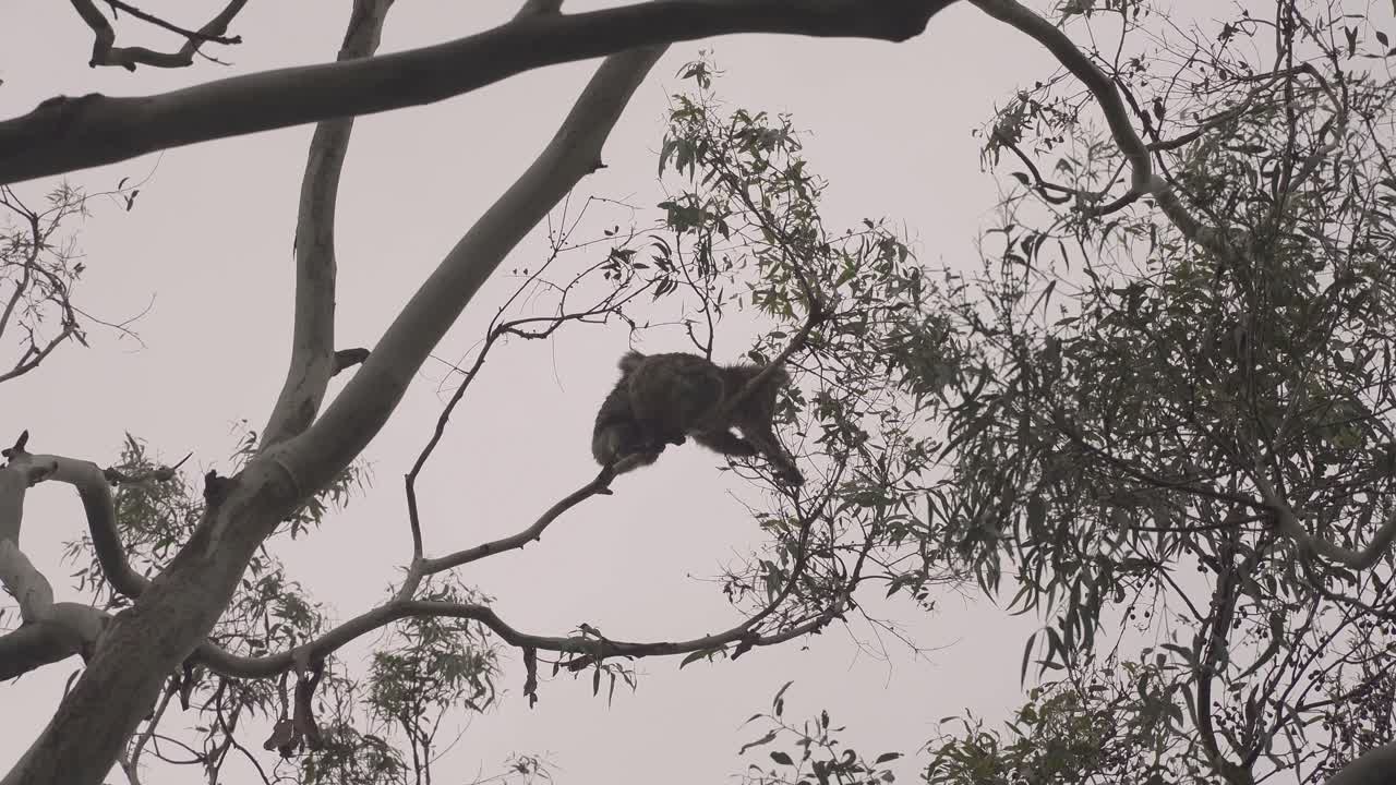 코알라 아기 와 어머니 가 나무 에 올라서 먹기 위해 잎 을 모으고 있다