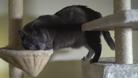 cream floor to ceiling cat tree with hiding box pedestals platform and hammock