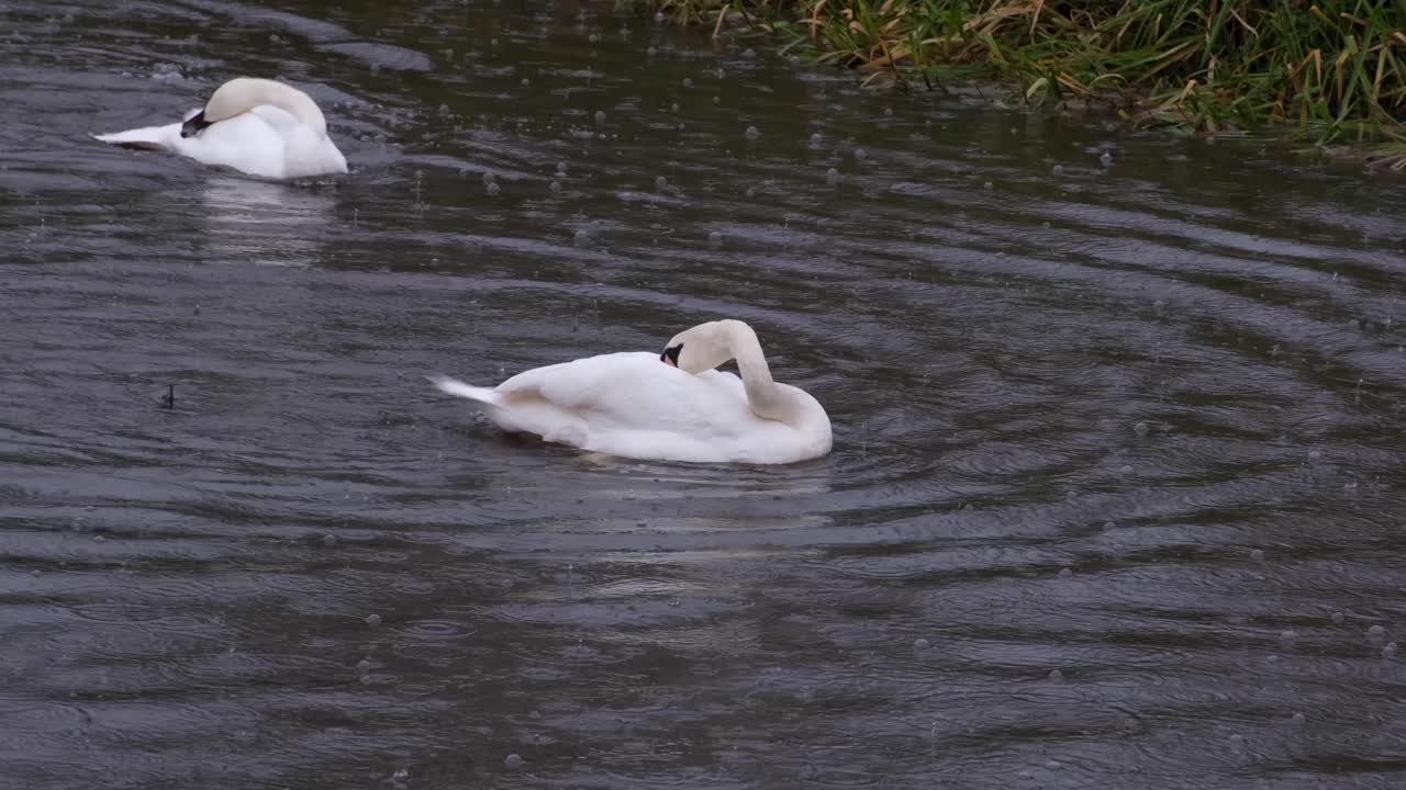 dos cisnes nadando y limpiándose en un río durante la lluvia en el campo rural de somerset, inglaterra
