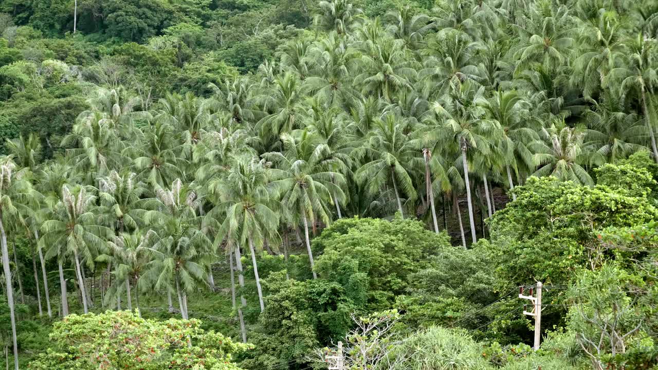 muchos cocoteros en las colinas cerca de la playa en phuket, tailandia