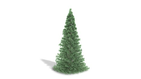 kerstboom draaiende naadloze lus, dennenboom, dennen boom. in ultra hd 4k.