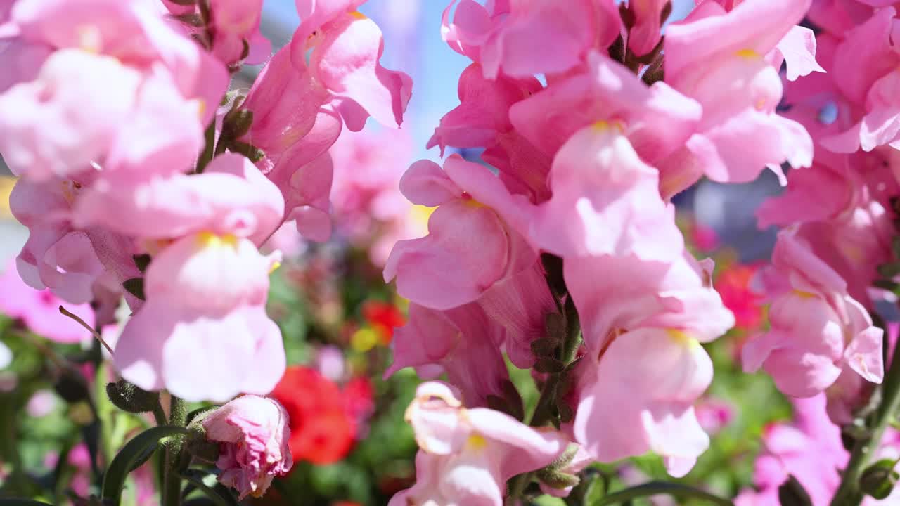 이탈리아 피에몬테 에 있는 분홍색 스드래곤 꽃 의 근접 사진