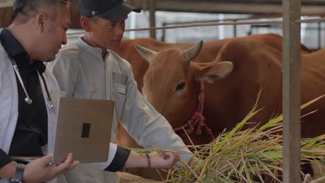 Granjero-Asiático-Y-Veterinario-Controlando-La-Calidad-Del-Heno-E-Inspeccionando-Las-Vacas-En-Una-Granja-Lechera