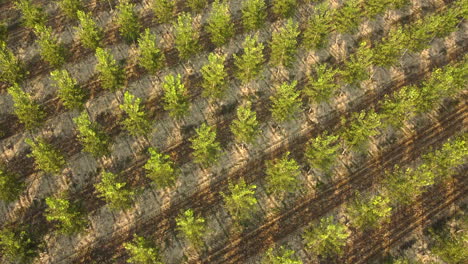 poplars agriculture cultivation aerial view