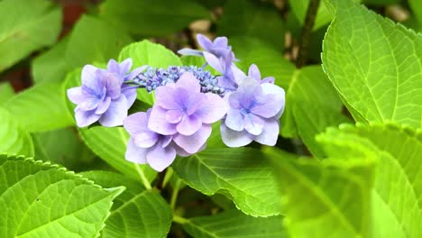 Lavender-hydrangea-flowers-bloom-in-lush-green-foliage,-close-up