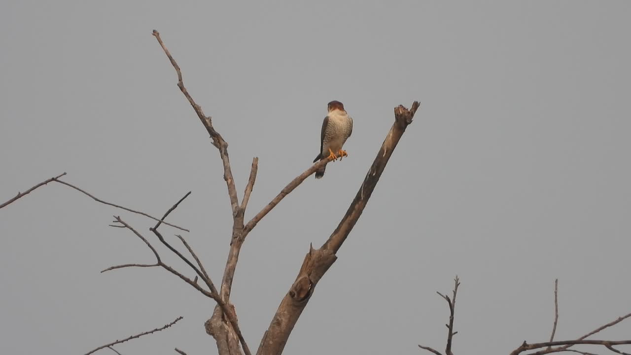 캐기를 기다리는 나무에 독수리