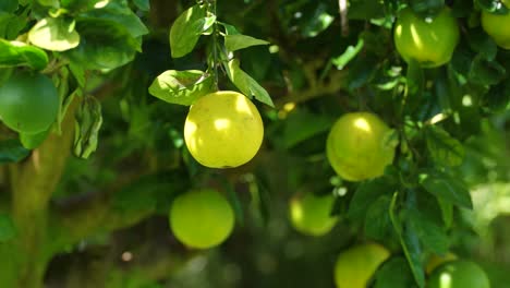 A-stationary-footage-of-unripe-Tangelos-hanging-on-a-tree