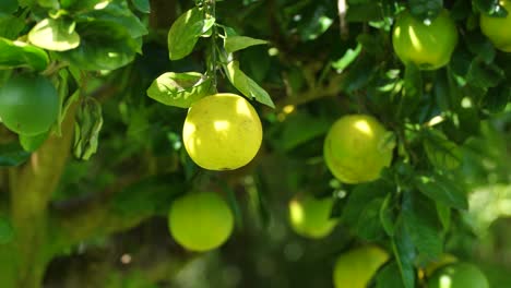 A-stationary-footage-of-unripe-Tangelos-hanging-on-a-tree