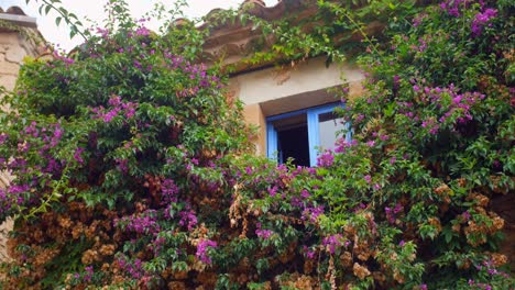 Close-up-of-a-building-with-blue-window-and-overgrown-plants-captured-from-a-low-angle