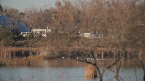 Birds-Flying-and-Landing-in-Between-Trees-in-Pond,-Wildlife-of-Colorado