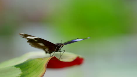 Mariposa-Negra-Con-Puntos-Blancos-Descansando-Sobre-La-Hoja-De-La-Planta-En-La-Naturaleza,-Toma-Macro