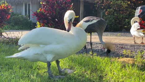 beautiful swan and another birds in front of the camera