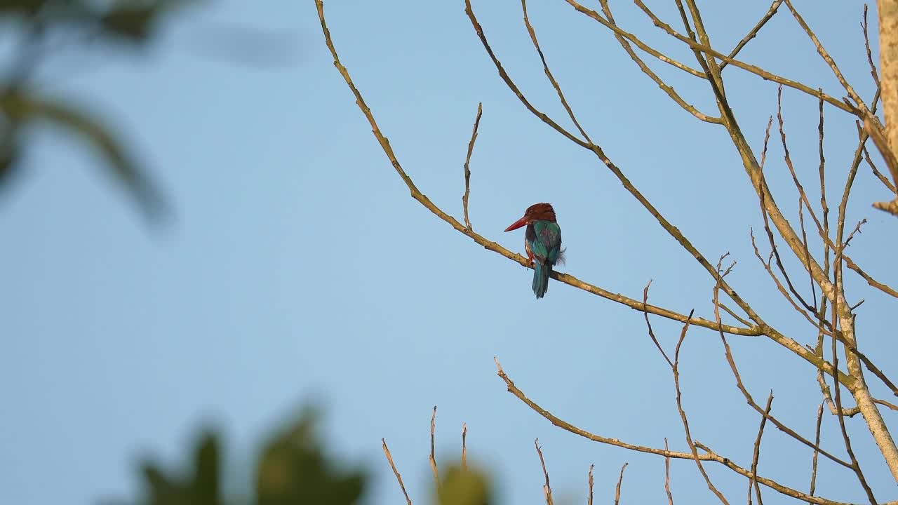 White-throated Kingfisher (Halcyon smyrnensis) perched on dry tree branches in tropical forest. Brown with blue wings large beaks and white throat. Wildlife