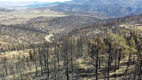 antena sobre árboles forestales destruidos quemados y destrucción del desierto del fuego caldor cerca del lago tahoe, california