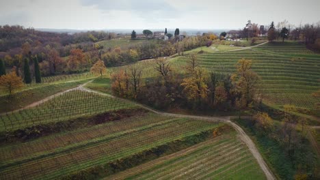 Orbit-Shot-Of-Large-Fields-Of-Grape-Saplings-In-Vineyard-in-Autumn-Season