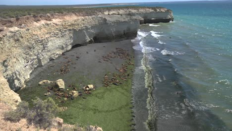 Rocky-coast-with-a-colony-of-sea-lions-resting-on-the-beach,-waves-gently-crashing,-aerial-view