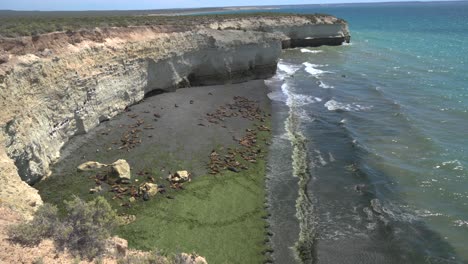 costa rocosa con una colonia de leones marinos descansando en la playa, las olas golpeando suavemente, vista aérea