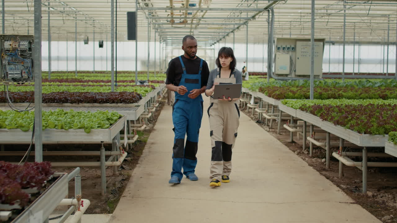 Workers in a Greenhouse Monitoring Vegetable Crops with a Laptop