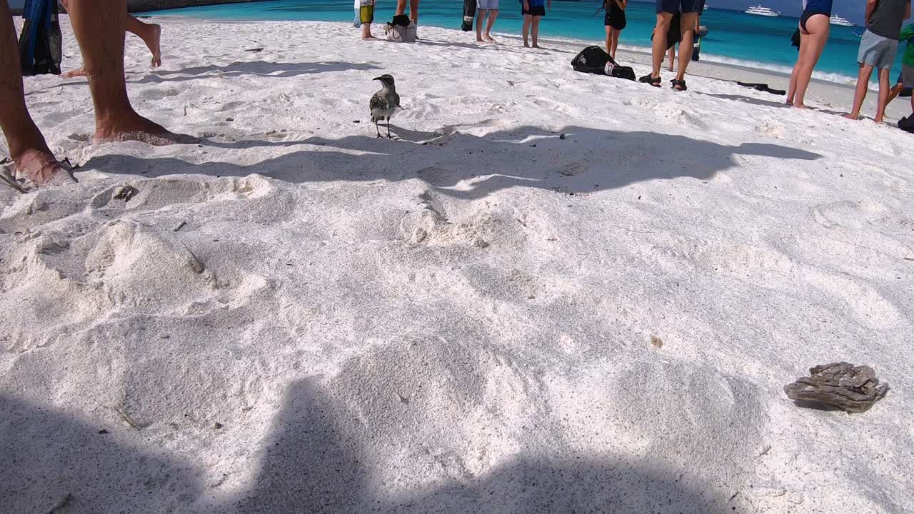 Small bird of the Galapagos Islands is running toward the camera. He is surrounded by tourists in a white sand and clear water beach of the Galapagos Islands.