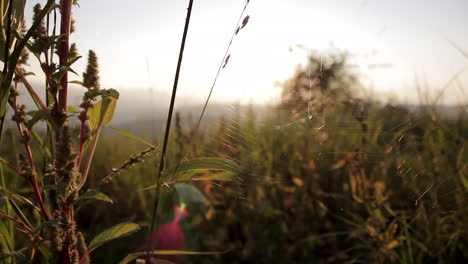 spider web in the grass