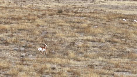 pronghorn antelope running free across the open spaces of wyoming in 2023