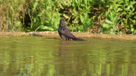a female blackbird drinks water at a natural spring