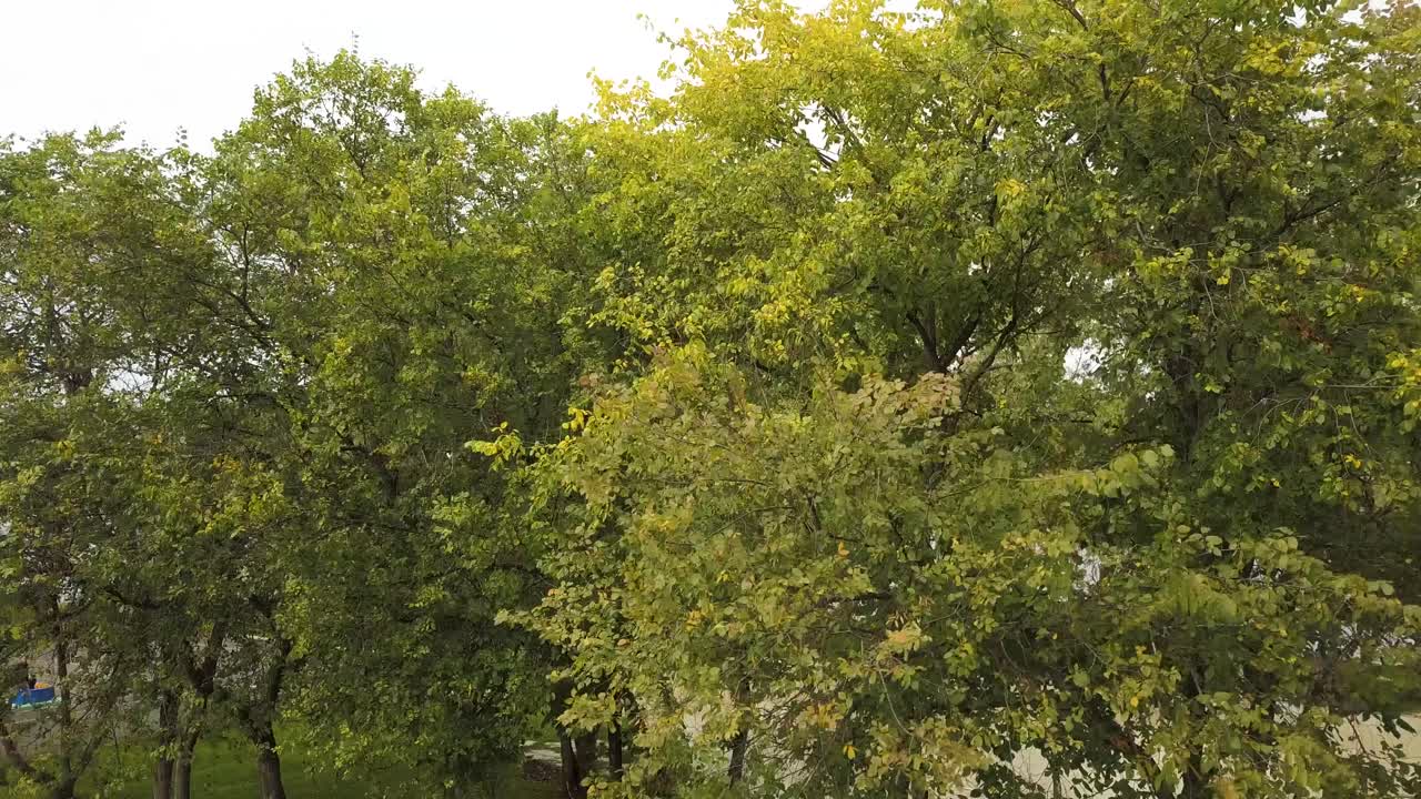 parque con árboles y follaje verde