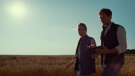 agriculture engineers walking wheat field on sunny day. teamwork in agribusiness